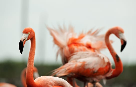 Portrait of two Great Flamingo on the blue background . Rio Maximo, Camaguey, Cuba. 