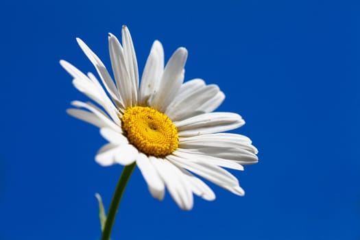 Macro view of single camomile over sky background