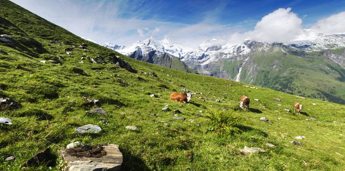 Beautiful alpine panoramic landscape with peaks covered by snow and green grass with cows in the foreground.