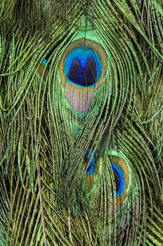 close up on peacock feathers