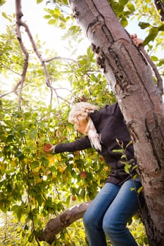 Girl sitting on a apple tree reaching for a branch with apples