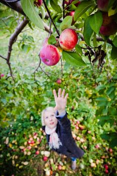 Girl reaching for a branch with apples