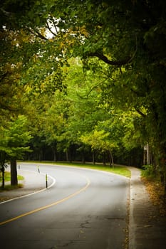 Asphalt winding curve road in a beech forest