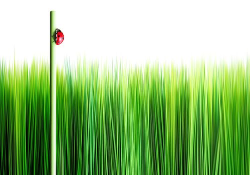 background of green grass with ladybird on a reed