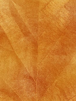 Dry leaf textured on grunge paper background