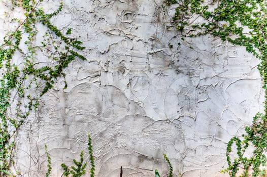 texture rough of cement wall and plant on wall