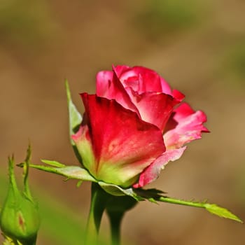 Single red rose growing natural in the wild