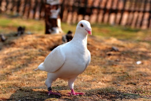 beautiful white pigeon walking in the yard