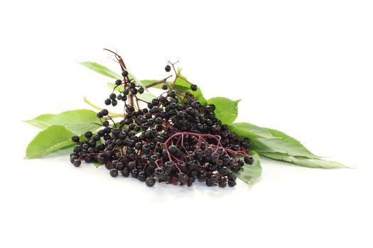 fresh black elderberries with leaves on a bright background