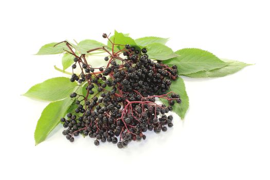 black elderberries with green leaves on a light background