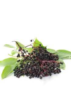 fresh elderberries with green leaves on a bright background