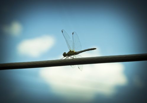 fine image of dragonfly with sky and clouds on background