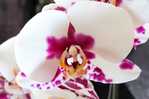 The beautiful white orchid on black background