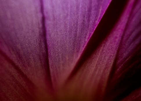 fine closeup image of flower petal can use like abstract background