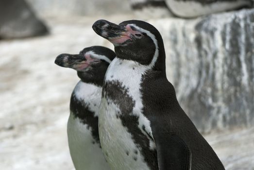 Couple of Humboldt Penguins (Spheniscus humboldti) or Peruvian Penguin, or Patranca, South American penguins, that breeds in coastal Peru and Chile