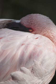 Lesser Flamingo, (Phoenicopterus minor), a species in the flamingo family of birds that resides in Africa