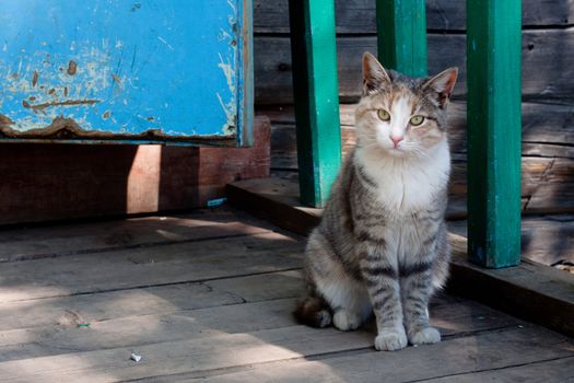 Tabby cat sitting near a cottage
