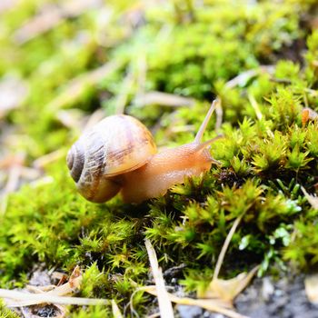 Small brown snail on a green leaf 