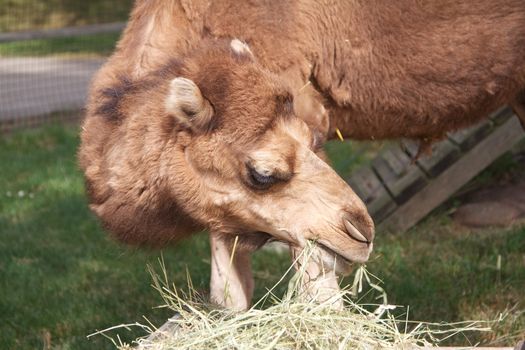 A camel in a zoo eating hay from the ground