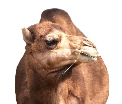 A camel with one hump isolated on white