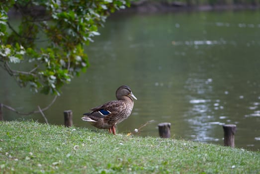 A wild-duck at a reservoir.