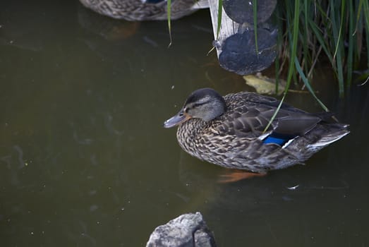 A wild-duck at a reservoir.