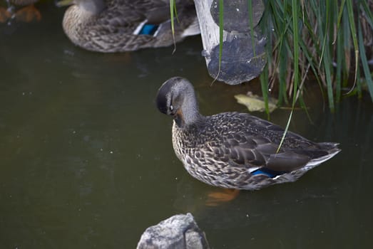 A wild-duck at a reservoir.