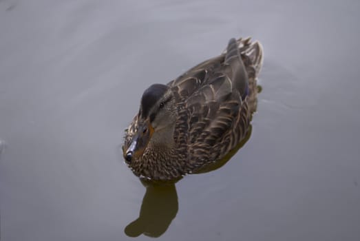 A wild-duck at a reservoir.