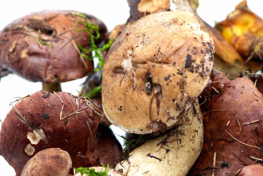 Some ripe forest mushrooms on a white background