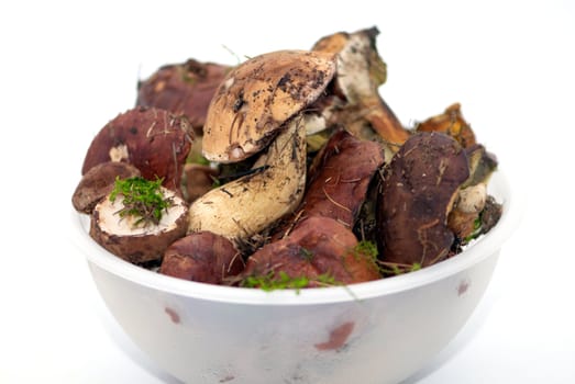 Some ripe forest mushrooms on a white background