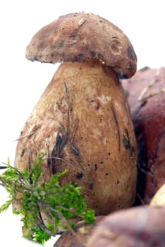 One ripe forest mushroom on a white background