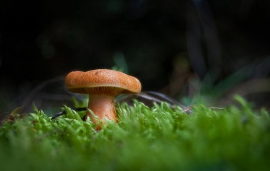 Mushroom in the forest