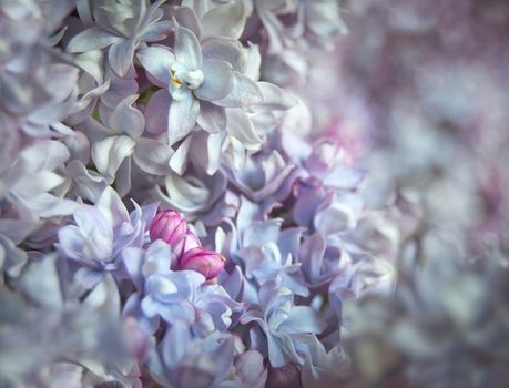 Beauty spring lilacs. Macro