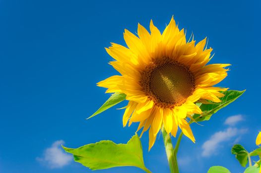 sunflowers in a field far from the city