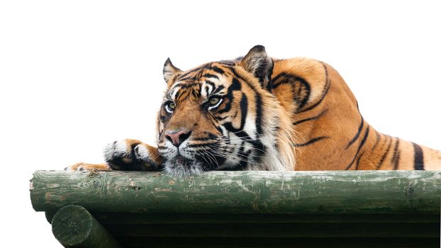 Sumatran Tiger Lying on Wooden Platform Isolated Panthera Tigris Sumatrae