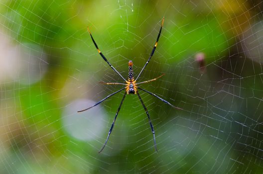 Mai Thong spider . Colorful spider in web .