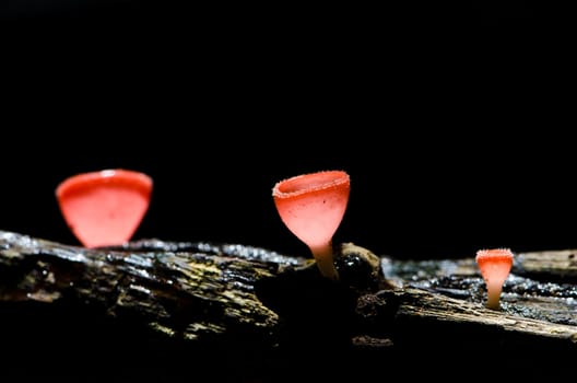 Red Mushroom Cup Fungi in the tropical rain forest