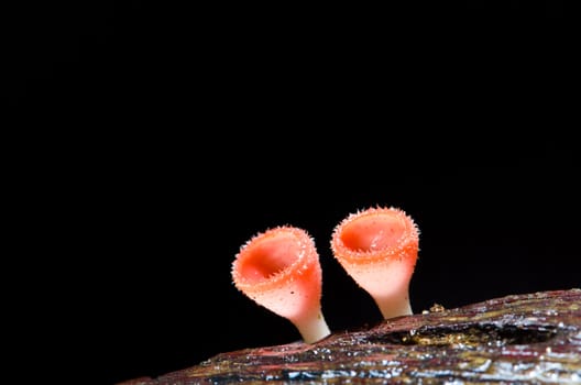 Red Mushroom Cup Fungi in the tropical rain forest