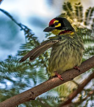 Beautiful small Bird Coppersmith Barbet perched branch one wing spread