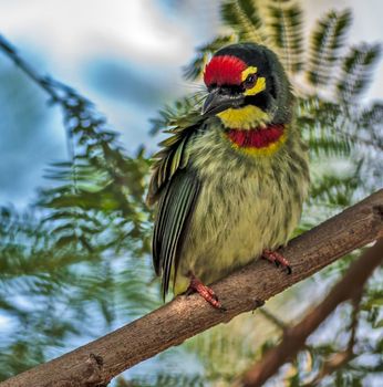 Beautiful small Bird Coppersmith Barbet perched on a tree branch