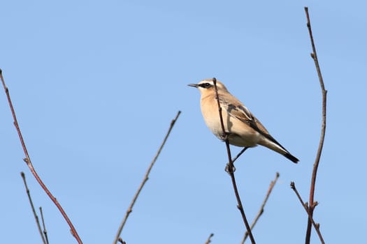 Female Wheatear (Oenanthe oenanthe) against the blue sky