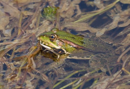 frog in the water among aquatic vegetation
