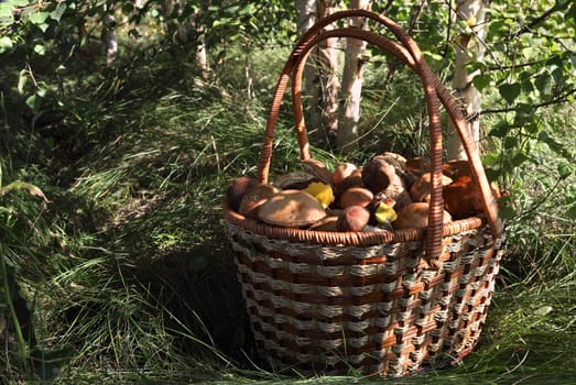 Mushrooms in a beautiful basket on a  forest background

