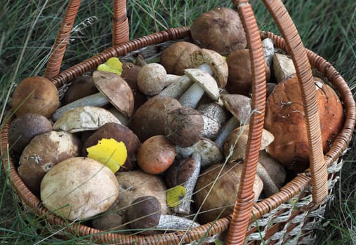 Mushrooms in a beautiful basket closeup

