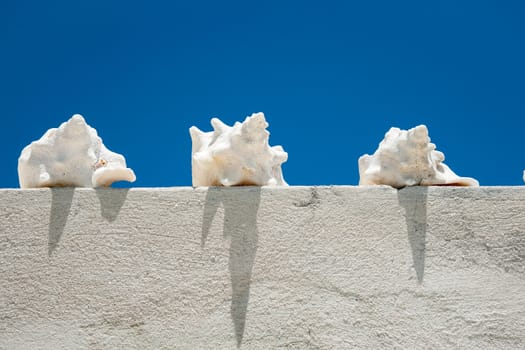Three conch shells in full sunlight on wall with shadows below.