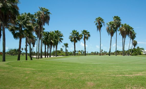 Palm trees along fairway.