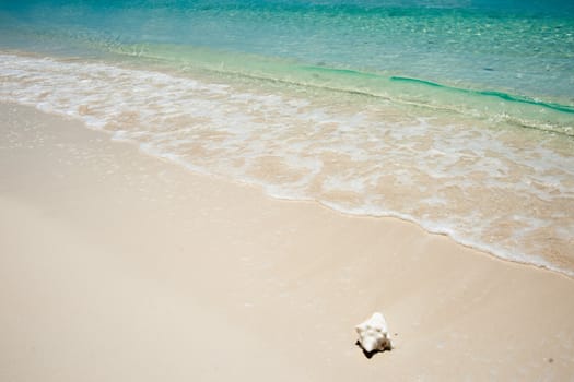 Single conch shell lying at waters edge.