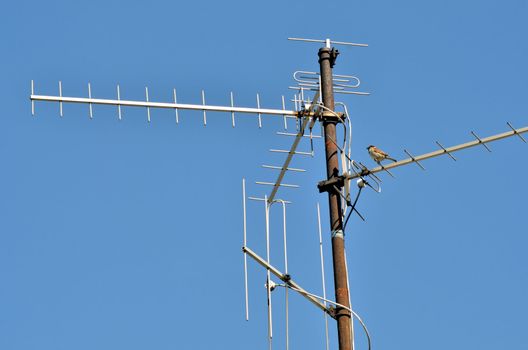 Vintage TV Antenna