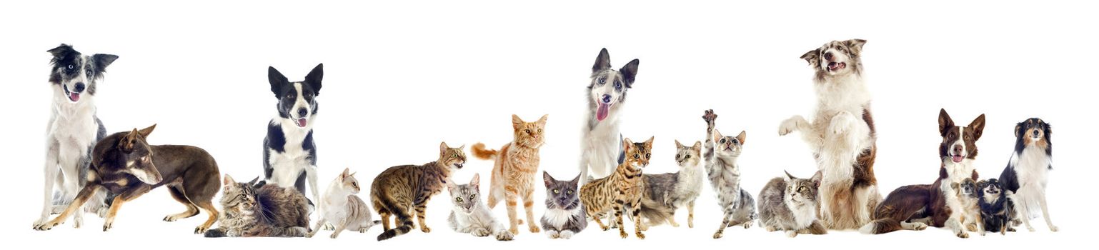 group of purebred cats  and dogs on a white background