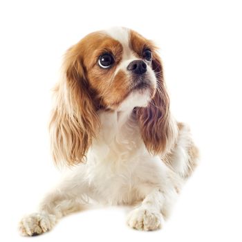 young blenheim cavalier king charles in front of white background